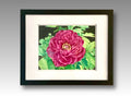 Pink Peony